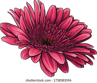 Red daisy vector illustration. Hand-drawn beautiful flower with wonderful shades.