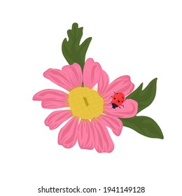 Red daisy vector stock illustration. Spring flower close-up with a ladybug on green leaves. Pink chamomile. Wild meadow plant. Isolated on a white background.