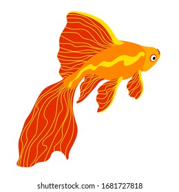 red decorative aquarium golden fish, chinese crucian or carp, symbol of good luck & wealth, guppy, color vector illustration isolated on white background in cartoon, flat & hand drawn style