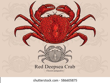 Red Deepsea Crab. Vector illustration with refined details and optimized stroke that allows the image to be used in small sizes (in packaging design, decoration, educational graphics, etc.)