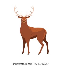 Red deer with antlers, wild forest animal. Male adult stag with horns. Big woods hoofed mammal of North America, Europe. Flat vector illustration isolated on white background