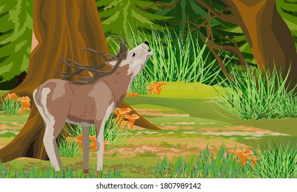 Red deer with branched antlers growls in the autumn forest. Noble deer. A forest with tall trees, evergreen fir trees and chanterelle mushrooms. Vector landscape