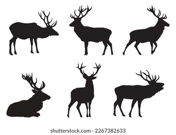 red deer Cervus elaphus shadow