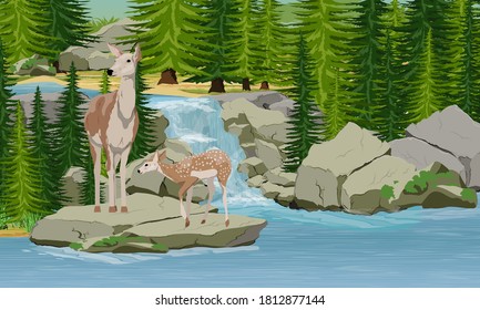 A red deer and a fawn stand on a rocky shore of a forest lake near a waterfall. Wild spruce forest. Mammals animals of Europe and America. Noble deer. Realistic wind landscape.