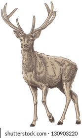 Red Deer Isolated Vector Illustration