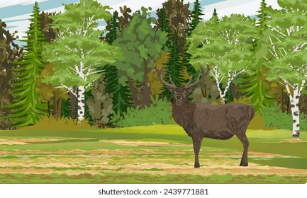 A red deer with large antlers stands in front of a dense deciduous forest. Realistic vector landscape