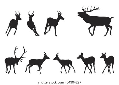red deer running