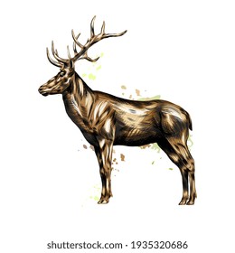 El venado rojo de una salpicadura de acuarela, dibujo de colores, realista. Ilustración vectorial de pinturas