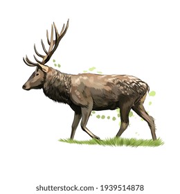 Red deer from a splash of watercolor, colored drawing, realistic. Vector illustration of paints