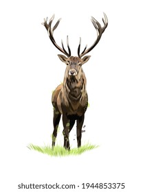 Red deer from a splash of watercolor, colored drawing, realistic. Vector illustration of paints