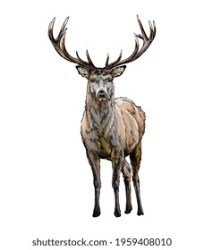 Red deer from a splash of watercolor, colored drawing, realistic. Vector illustration of paints