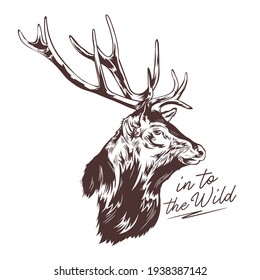 Red deer vector illustration in hand drawn style, perfect for t shirt design and all adventures merchandise design