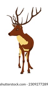 Red deer vector illustration isolated on white background. Reindeer symbol, proud noble deer male in forest or zoo. Powerful buck with huge antlers standing.