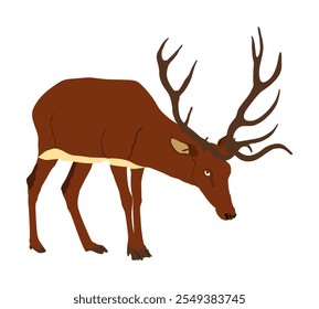 Red deer vector illustration isolated on white background. Reindeer symbol, proud noble deer male in forest or zoo. Powerful buck with huge antlers standing.