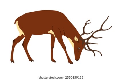 Red deer vector illustration isolated on white background. Reindeer symbol, proud noble deer male in forest or zoo. Powerful buck with huge antlers standing.