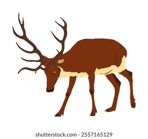 Red deer vector illustration isolated on white background. Reindeer symbol, proud noble deer male in forest or zoo. Powerful buck with huge antlers standing.