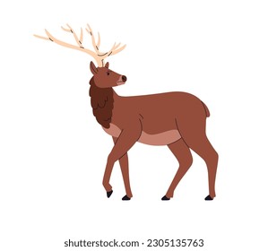 Red deer, wild horned animal. European forest herbivorous mammal with antlers. Stag profile, standing, looking back. Cervus elaphus. Flat vector illustration isolated on white background