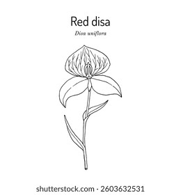 Red disa or pride of Table Mountain (Disa uniflora), ornamental plant, Hand drawn botanical vector illustration