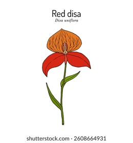 Red disa or pride of Table Mountain (Disa uniflora), ornamental plant, Hand drawn botanical vector illustration