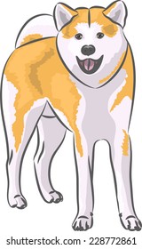 Red dog breed Akita Inu Japanese.
