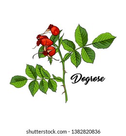Red Dogrose or Wild Briar Rose. Rosehip Colored Sketch Design with Black Contour. Hand drawn vector isolated Illustration