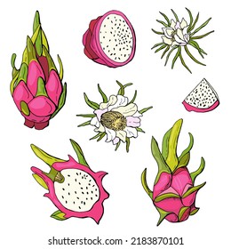 Fruta del dragón rojo. Dibujo conjunto de pitahaya. Fondo blanco, aislado. Ilustración vectorial.
