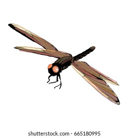 Red dragonfly on white isolated background. An illustration for your design.