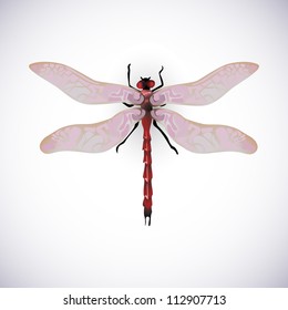 red dragonfly vector image high resolution collection