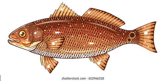 Red Drum Fish Images, Stock Photos & Vectors | Shutterstock