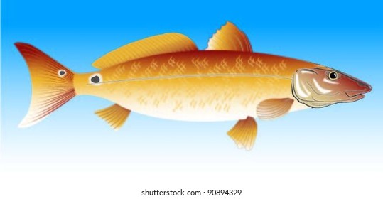 Red Drum Fish