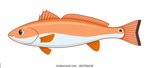 Red drum fish on a white background. Cartoon style vector illustration