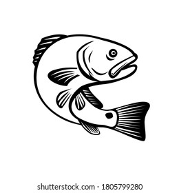 Red Drum Redfish Channel Bass Puppy Drum Or Spottail Bass Jumping Up Black And White Retro