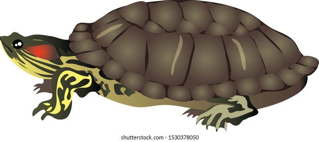 Red Eared Slider Turtle, freshwater amphibian animal - Vector