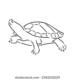 Red Eared Slider Turtle, freshwater amphibian animal - Vector