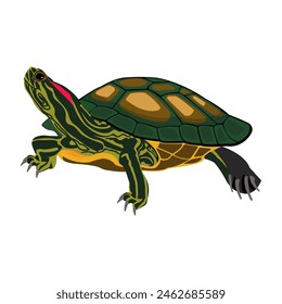 Red eared turtle. Side view image isolated on white. Red eared turtle, illustration, vector on white background. Realistic and full color drawing of a turtle in a clean style. Vector illustratio.