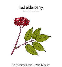 Red elderberry (Sambucus racemosa), medicinal and ornamental plant. Hand drawn botanical vector illustration