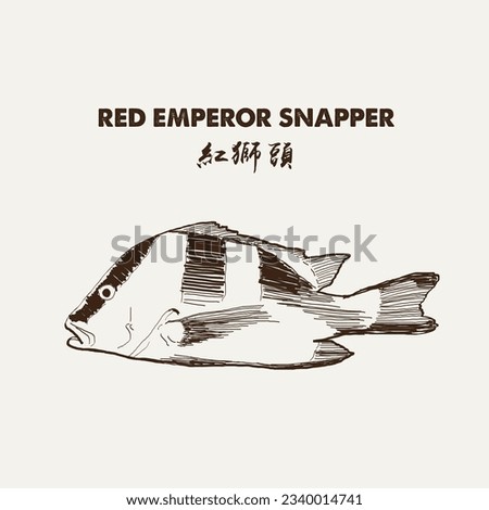 Red emperor 紅獅頭, Lutjanus Sebae (Cuvier) - Emperor red snapper, Emperor Bream. Vector Illustration EPS10. 商業照片 © 