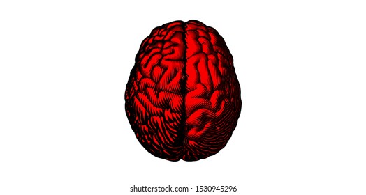 Red Engraved Vintage Woodcut Drawing Of Human Brain In Top View Illustration Isolated On White Background