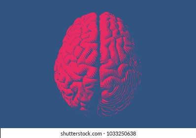 Red engraving brain illustration in top view isolated on blue background - Shutterstock ID 1033250638