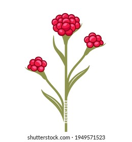 Red Everlasting flowers (Helichrysum) vector illustration. 
A symbol of Israel Remembrance Day