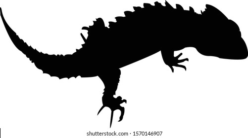 red eye crocodile skink silhouette