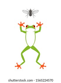 Red eye frog. Tree frog. Hunting