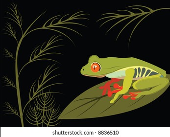 red eyed tree frog