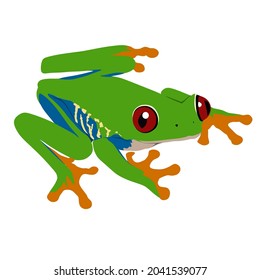 Red eyed tree frog, Agalychnis callidryas can be found in tropical lowland forest of America. It has really unique coloration to camouflage