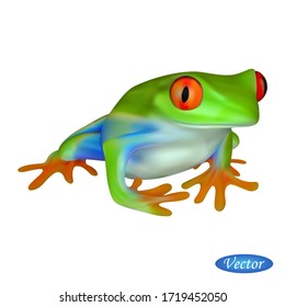 roter äugiger Baumfrosch einzeln auf weißem Hintergrund. Realistischer Baumfrosch. Vektorgrafik Amphibien 3D. Schönes natürliches Tier. Makro Symbol bunter Toad. Design für Papier, Banner, T-Shirt, Logo.