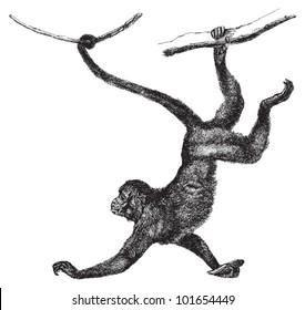 Red faced spider monkey (Ateles paniscus) / vintage illustration from Brockhaus Konversations  Lexikon 1908