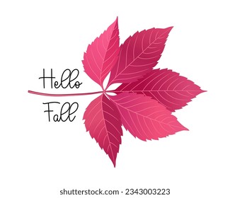 Red fall leaf. Autumn greeting card design. Hello Fall text lettering calligraphy. Minimal style. Beautiful autumn leaf maple. Virginia creeper plant - parthenocissus. Hand drawn vector illustration.