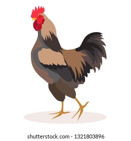 red farm rooster