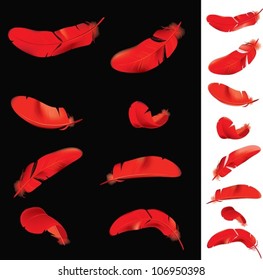 Red feathers. The vector illustration of several red feathers in different positions.