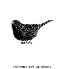 Red Finch hand drawing vector illustration isolated on white background